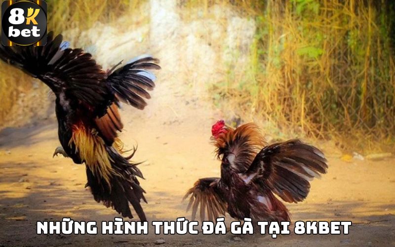 Những hình thức đá gà tại 8Kbet